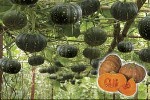 NSC đặt mục tiêu đạt 63 tỷ đồng lợi nhuận trong quý IV