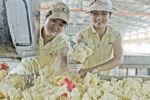 Giá bán cao su tuy đã phục hồi nhưng vẫn thấp so với các năm trước