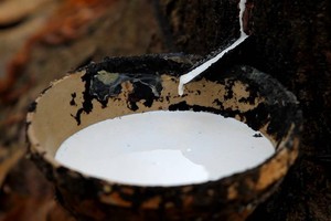 Cổ phiếu “họ” cao su đang nóng trở lại