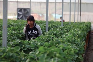 Mới có khoảng 1% trong tổng số doanh nghiệp của cả nước đầu tư vào nông nghiệp.
