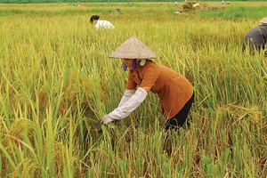 Bảo hiểm nông nghiệp khó thành công nếu như Nhà nước không đứng ra hỗ trợ