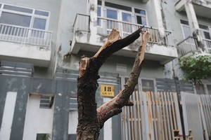 Cơ chế xử lý tài sản đảm bảo bằng bất động sản đang có nhiều bất cập