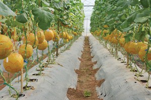 NSC lãi 186,8 tỷ đồng trong năm 2016