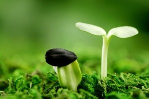 Sẽ có trái phiếu riêng cho các dự án xanh