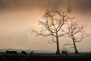 Nhớ mùa hoa gạo