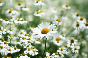 10 loại cây cảnh cấm kỵ mua ngày tết