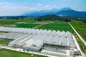 Ngân hàng Nhà nước đang hướng tín dụng vào lĩnh vực nông nghiệp công nghệ cao. Trong ảnh: Khu trồng rau an toàn của Công ty VinEco (Tam Đảo). Ảnh: Chí Cường