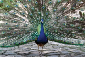 Giấc mơ khổng tước