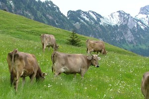 Thụy Sỹ có thể không biết đến nhiều bằng Hà Lan hay Israel, song nước này cũng gây ấn tượng mạnh với thế giới về nền sản xuất nông nghiệp vô cùng hiện đại