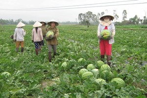 Nếu được sự tư vấn, hỗ trợ, người nông dân sẽ sản xuất theo định hướng, theo tín hiệu thị trường, chứ không theo quan sát tự thân, theo phong trào như hiện nay