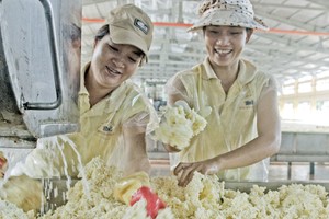 Nhờ giá cao su thế giới tăng trở lại, nhiều doanh nghiệp cao su có được kết quả kinh doanh quý I khả quan