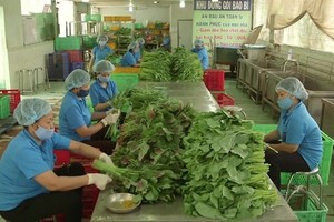 Sơ chế rau sạch tại HTX Nông nghiệp Phước An