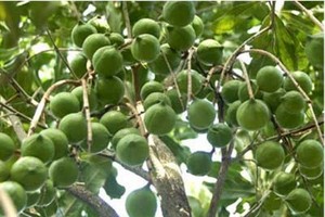 Mắc ca được mệnh danh là nữ hoàng tỷ USD