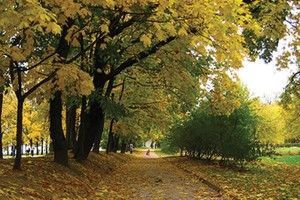 Hà Nội và những mùa ru ký ức