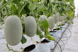 Ngành nông nghiệp tự tin với mục tiêu xuất khẩu 55 tỷ USD