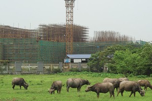 Nhiều dự án chậm nộp tiền sử dụng đất, một phần do chính sách còn mập mờ. Ảnh: Dũng Minh