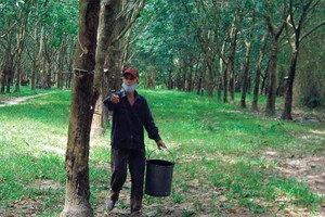 VRG hiện sở hữu quỹ đất trồng cao su tới 420.000 ha. Ảnh: Đức Thanh