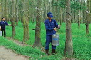 TRC ước lãi hơn 71 tỷ đồng trong 6 tháng