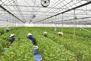 Trang trại trồng lá tía tô xuất khẩu của Công ty cổ phần May Hồ Gươm. Ảnh: Anh Tú.