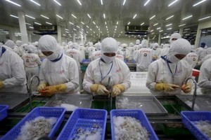 DOC thay đổi cách tính thuế với tôm Việt Nam. Ảnh: Reuters