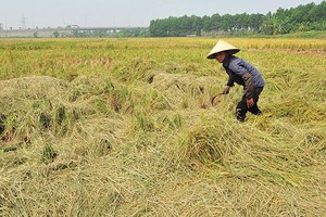 Nhiều đề xuất hoàn thiện nghị định về bảo hiểm nông nghiệp