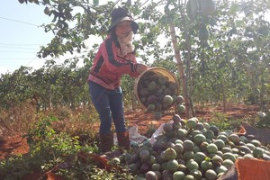 Dự án được xây dựng sẽ góp phần bao tiêu các sản phẩm nông nghiệp cho nông dân Gia Lai