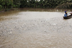 Ngành nguyên liệu thức ăn chăn nuôi: Không gian tăng trưởng rộng