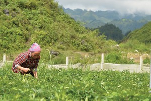 Kỷ nguyên của phát triển bền vững