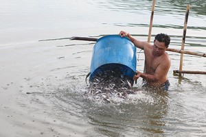 Doanh nghiệp cá tra: Gỡ “nút thắt” con giống