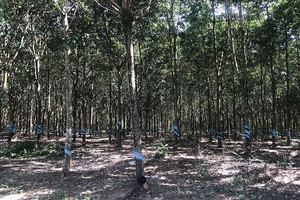 Sau khi trồng cây cao su, HAGL đã rút ra được những bài học quản trị để áp dụng vào hiện tại