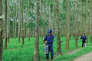 TRC đặt kế hoạch lãi khiếm tốn 113 tỷ đồng