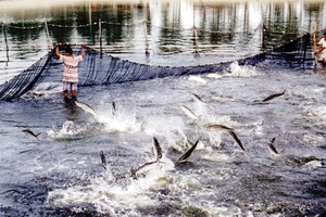 Thủy sản gặp khó khi giảm thị trường xuất khẩu