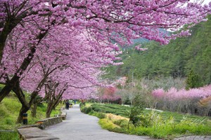 Những điểm ngắm hoa anh đào hot nhất ở Đài Loan năm 2018