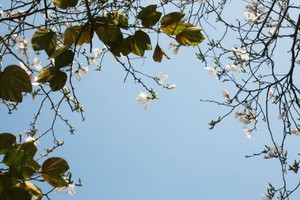 Dịu dàng mùa hoa ban về phố