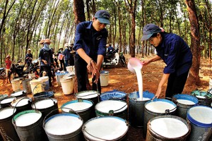 Giá cao su thiên nhiên biến động thất thường khiến các doanh nghiệp trong ngành thận trọng trong xây dựng kế hoạch kinh doanh 2018