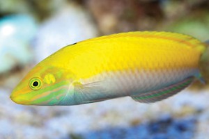 Bể cá trong phong thủy