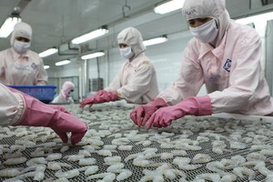 Doanh nghiệp xuất khẩu tôm của Việt Nam đang gặp nhiều thuận lợi từ cơ chế, chính sách và thị trường