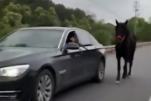 Tài xế Trung Quốc lái BMW dắt ngựa đi dạo