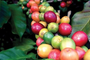 Các sản phẩm nông sản thô của Việt Nam giao dịch thường dưới mặt bằng giá chung của thị trường do nhiều sản phẩm không đủ tiêu chuẩn