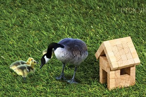 Nhà ở trong người!