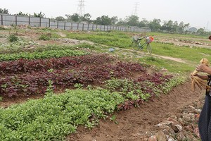 Hiện chưa có hướng dẫn cách xác định giá trị tạo ra từ quyền sử dụng đất, quyền sử dụng đất thuê, lợi thế vị trí địa lý… khi định giá đất để thoái vốn nhà nước