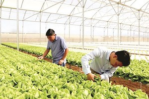 Hà Nội đinh hướng 100% các doanh nghiệp tham gia chuỗi sản xuất cung ứng nông sản, thực phẩm an toàn