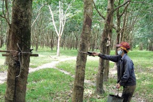 Cao su là một mặt hàng xuất khẩu quan trọng của Việt Nam sang thị trường Trung Quốc. Ảnh: Đ.T