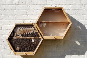 Phát minh đặc biệt cho phép dân thành phố nuôi ong lấy mật ngay trong nhà