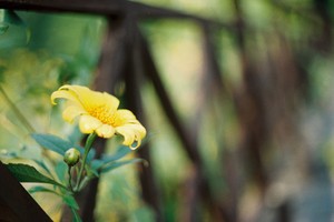 Vấn vương mùa hoa dã quỳ