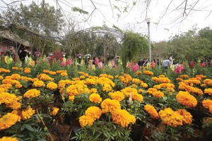 Tối ưu nhất là các cơ sở di dời tạo dư địa cho các không gian cây xanh, công cộng