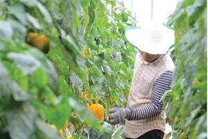 Nông nghiệp, công nghiệp công nghệ cao Đà Nẵng: Hai đường chạy, một mục tiêu