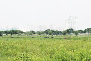TP.HCM gặp khó với bài toán thu hồi dự án treo