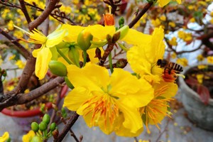 Muốn Tết đẹp cần phải thực hiện những điều sau