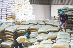 Khoảng 200.000 tấn gạo và 800.000 tấn thóc sẽ được thu mua dự trữ theo kế hoạch Nhà nước giao. Ảnh: Đức Thanh